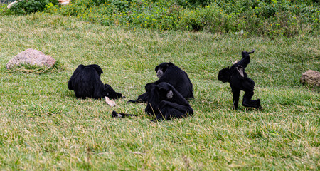 A Group of Gibbons Eat and Hang Out On The Ground