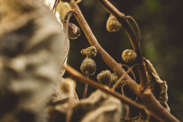 Flower buds with defocused background