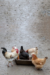 A group of free range chickens eating outside on a farm