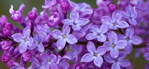 Fototapeta na wymiar Close-up oof blossoming lilac .