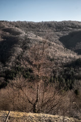 Mountain landscape with rocks and trees