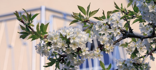 Macro shot on white cherry blossoms in spring garden.