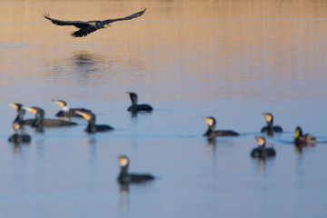 Great cormorant (Phalacrocorax carbo)