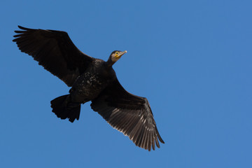 Great cormorant (Phalacrocorax carbo)