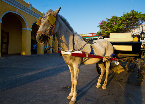 Horse drawn cart in a tropical, colonial town