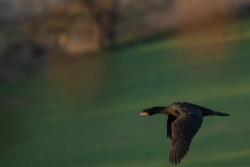 Great cormorant (Phalacrocorax carbo)