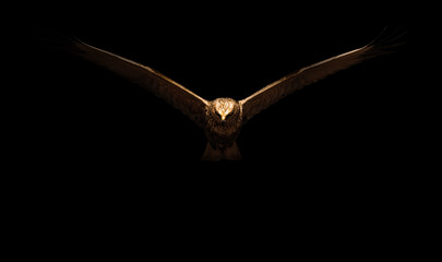 Art in nature Photography. Spot light and birds. Black background. 