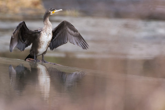 Great cormorant (Phalacrocorax carbo)