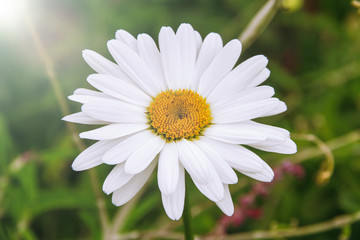 Fototapeta premium Daisy flower