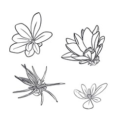 Set of a illustration of flowers and leaves