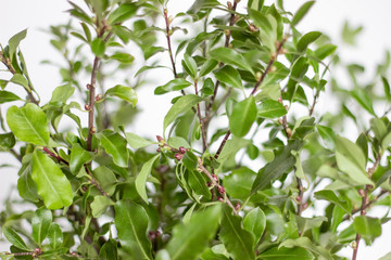 Obraz premium green pittosporum branches closeup