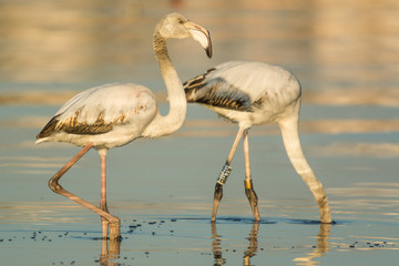 Greater flamingo (Phoenicopterus roseus)