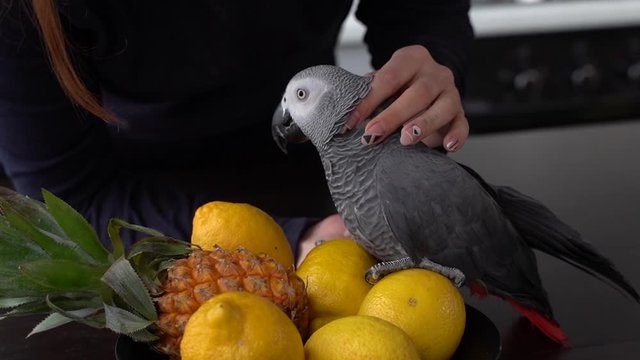 Grey parrot sits on fruit lemon pineapple