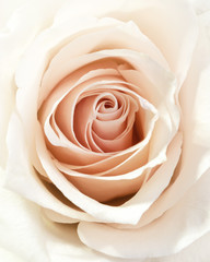 Closeup cream rosebud with lots of petals, 4:5 vertical photo. Ready for greeting cards, instagram and print design