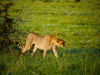 Cheetah (Acinonyx jubatus) walks past a tree in the Serengeti Nationalpark