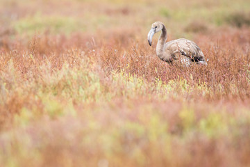 Greater flamingo (Phoenicopterus roseus)