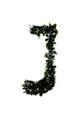 Letter J made of leaf isolated on white.