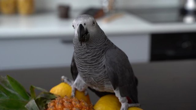 Grey parrot sits on fruit lemon pineapple