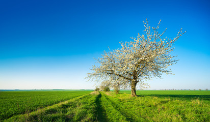 Fototapeta na wymiar Panoramic agricultural landscape with farm track through green fields, Old Cherry Tree in Bloom under blue sky