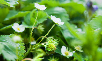 Strawberry plant with blooming flowers.