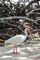 White bird with red bill on a beach