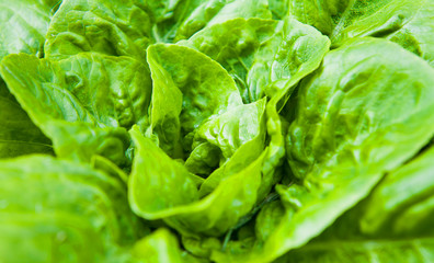 Lettuce in the garden -  iceberg, salad bowl, beet greens and many other healthy green leaves.