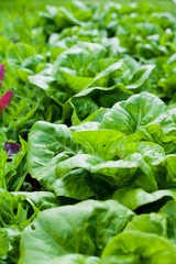 Lettuce in the garden -  iceberg, salad bowl, beet greens and many other healthy green leaves.