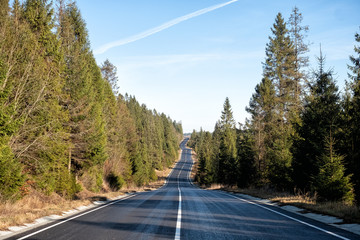 Road to travel between in forest