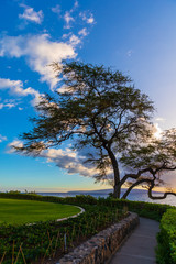 View of beautiful Wailea Beach Walk and stunning tree near sunset time in Wailea on Maui island, Hawaii