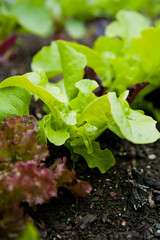 Lettuce in the garden -  iceberg, salad bowl, beet greens and many other healthy green leaves.
