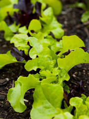 Lettuce in the garden -  iceberg, salad bowl, beet greens and many other healthy green leaves.