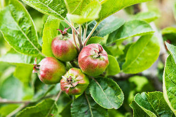 Apple tree in the orchard with young unripe fruit.