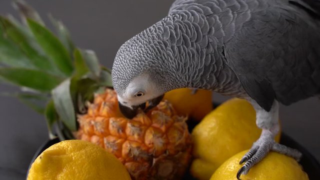 Grey parrot sits on fruit lemon pineapple