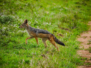 Front view of an East African black-backed jackal (Canis mesomelas schmidti) running through Serengeti Nationalpark