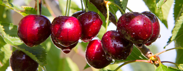 Cherries hanging on a cherries tree branch in the sunny garden.
