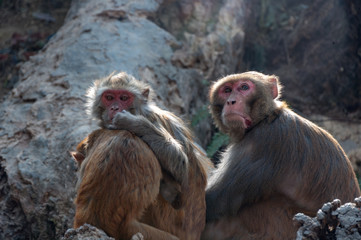 Fototapeta premium Group of red faced Nepalese monkeys