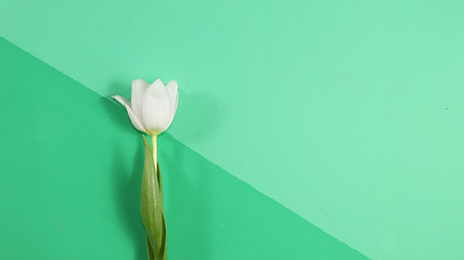 Creative layout with tulips on a green background, minimal holiday and spring concept, geometry. Greeting card, spring banner for the screen, happy birthday, wedding, place for text, flat lay