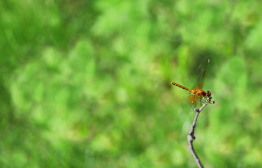 Dragonfly on dry stick on green field