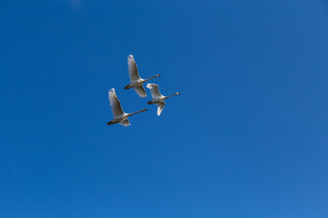 Three white swans flying together at the spring blue sky