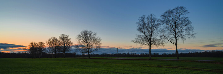 Fototapeta na wymiar row of trees on a field under a clear evening sky