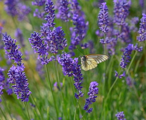 butterfly on flower