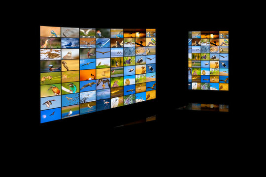 Television screen. Nature photos. Black background.