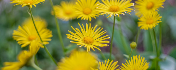 yellow daisies among greenery in the garden