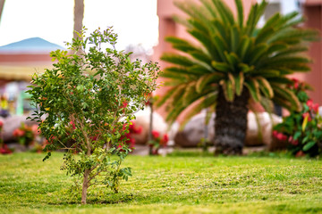 Fototapeta na wymiar Small green palm tree surrounded with bright blooming flowers growing on grass covered lawn in tropic yard.
