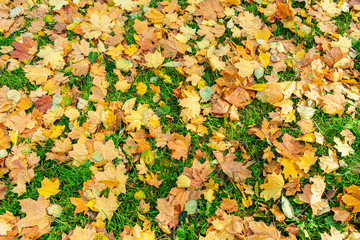 Fallen yellow leaves in the Park, texture, autumn concept