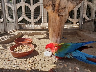 Parrot in cage