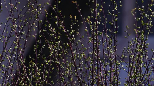 Sunny impressions from the surroundings of Tempelhof Airport in Berlin (Closed on October 30, 2008) of March 5, 2020, Germany