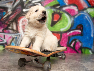 Golden Retriever Skateboard Puppy