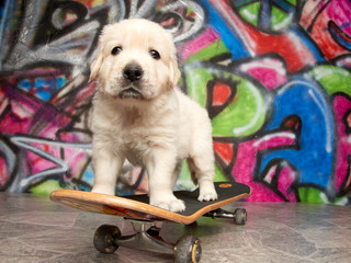 Golden Retriever Skateboard Puppy