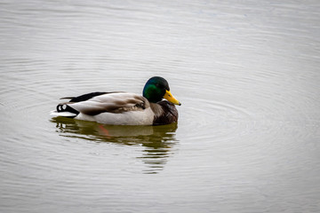 mallard